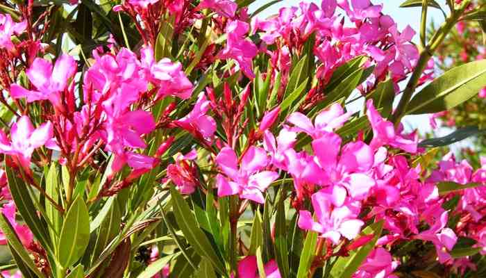 Nerium-Oleander-Bunga-Cantik-yang-Beracun