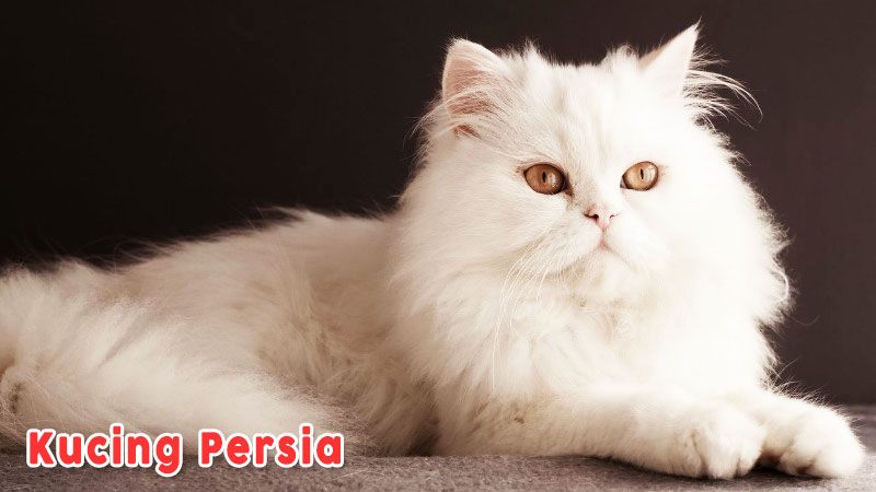 Kucing Anggora Persia