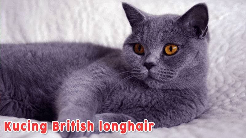 Kucing British Longhair Kucing Berbulu Pendek