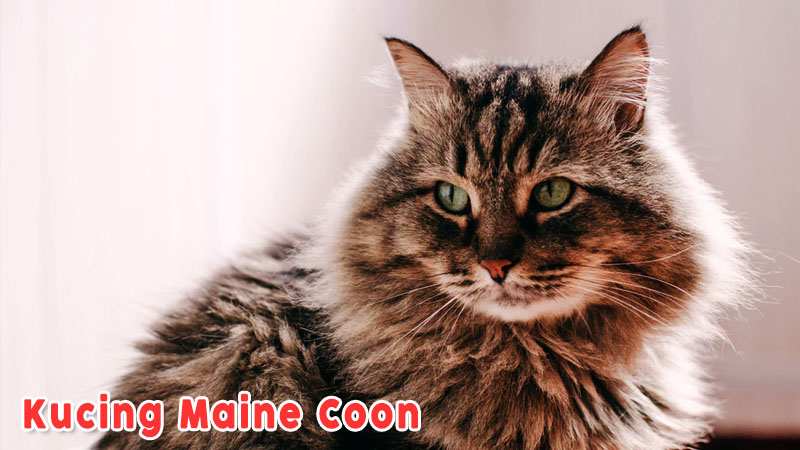Maine Coon Kucing Berbulu Keriting