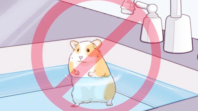 Bagaimana Cara Membersihkan Hamster Jangan Memandikan Hamster Dengan Air 