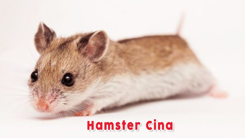 Hamster Cina Jenis Jenis Hamster dan Harganya