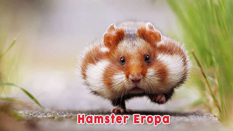 Hamster Eropa Jenis Hamster Yang Ada Di Malaysia