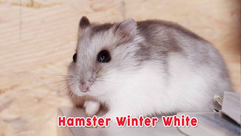 Hamster Winter White Jenis Jenis Hamster Bermata Merah