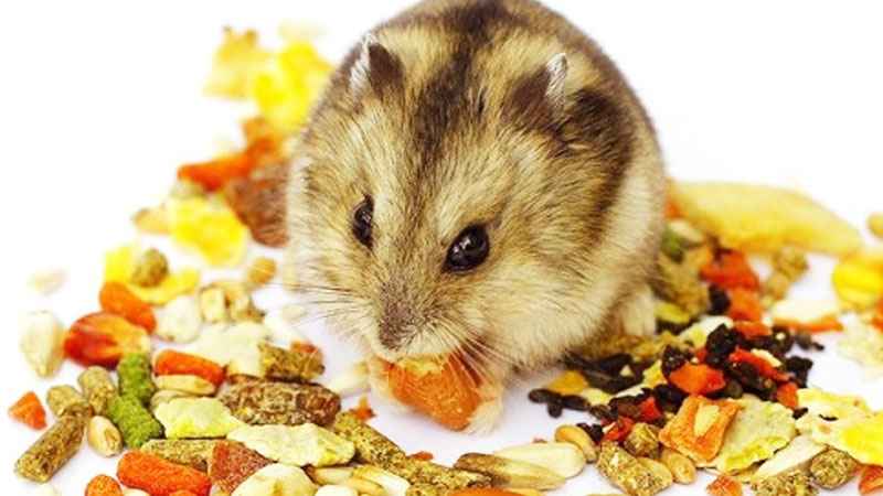 Memberikan Makan Secara Teratur Cara Merawat Hamster Yang Luka